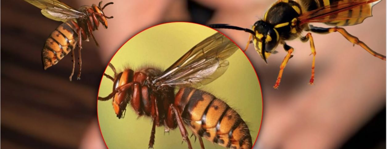 अरिङगालको टोकाइबाट घाइते साउँदको निधन