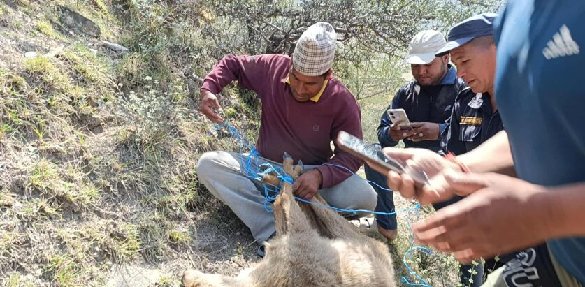 स्वामिकार्तिकमा घोरलको उद्दार