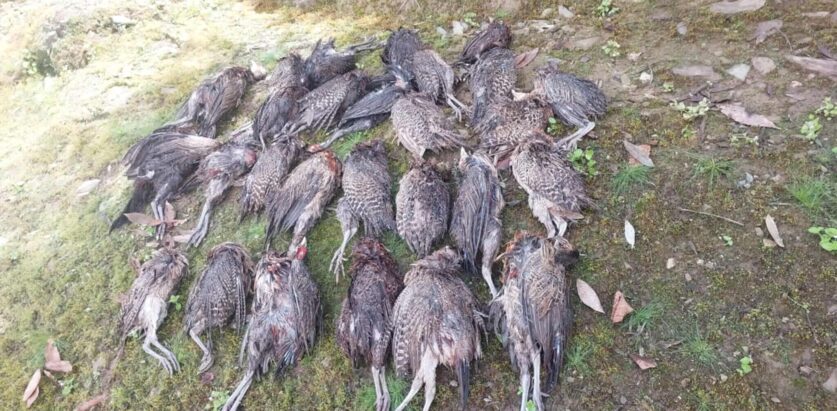 बझाङमा  वन बिरालाले १५६ कालिज मार्दा किसानलाई लाखौंको क्षति