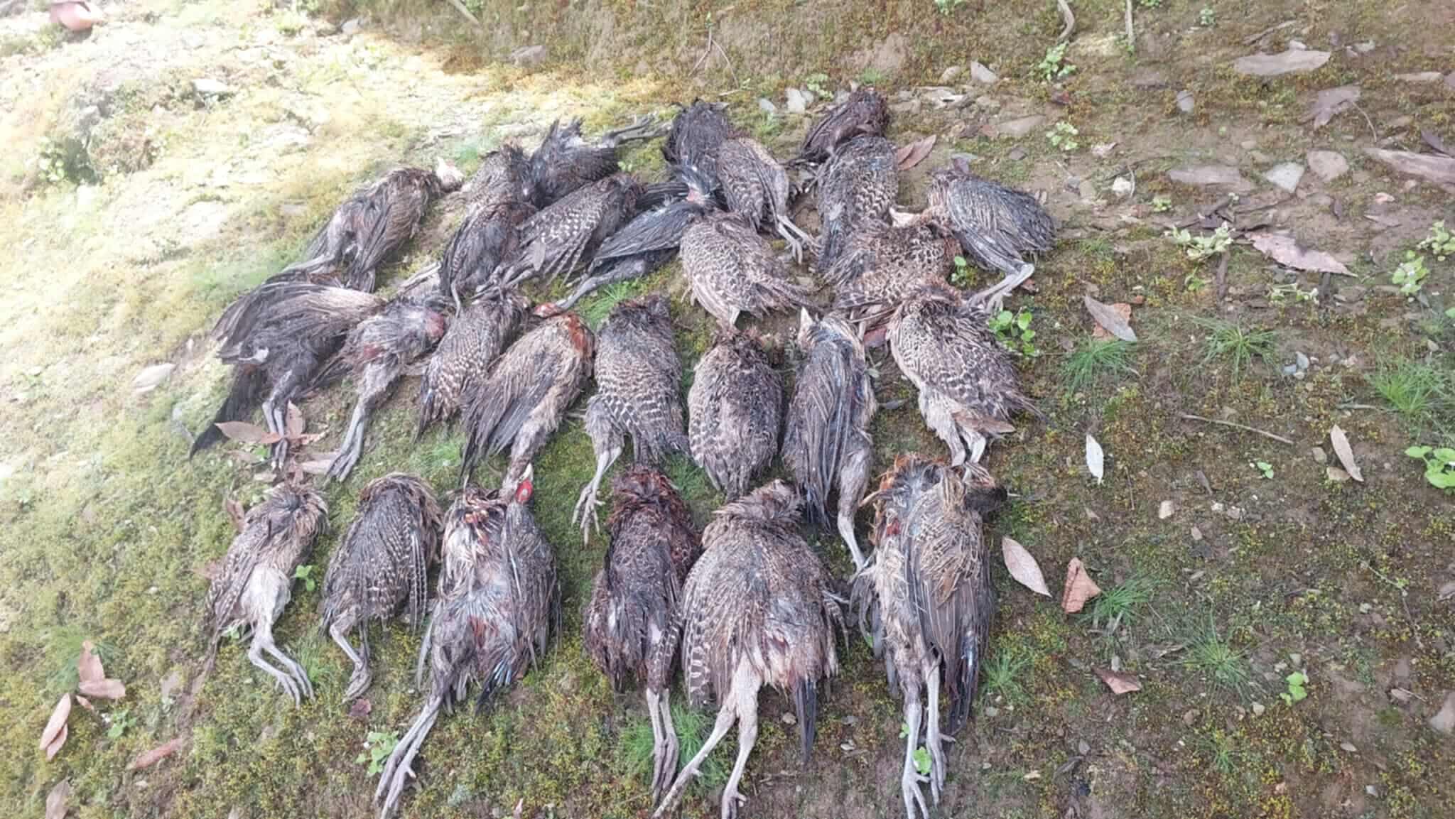 बझाङमा  वन बिरालाले १५६ कालिज मार्दा किसानलाई लाखौंको क्षति